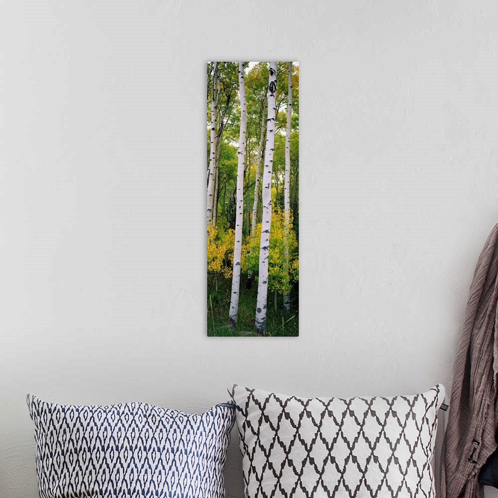 A bohemian room featuring Panoramic photograph shows a dense forest filled with aspen trees within the Rocky Mountains.