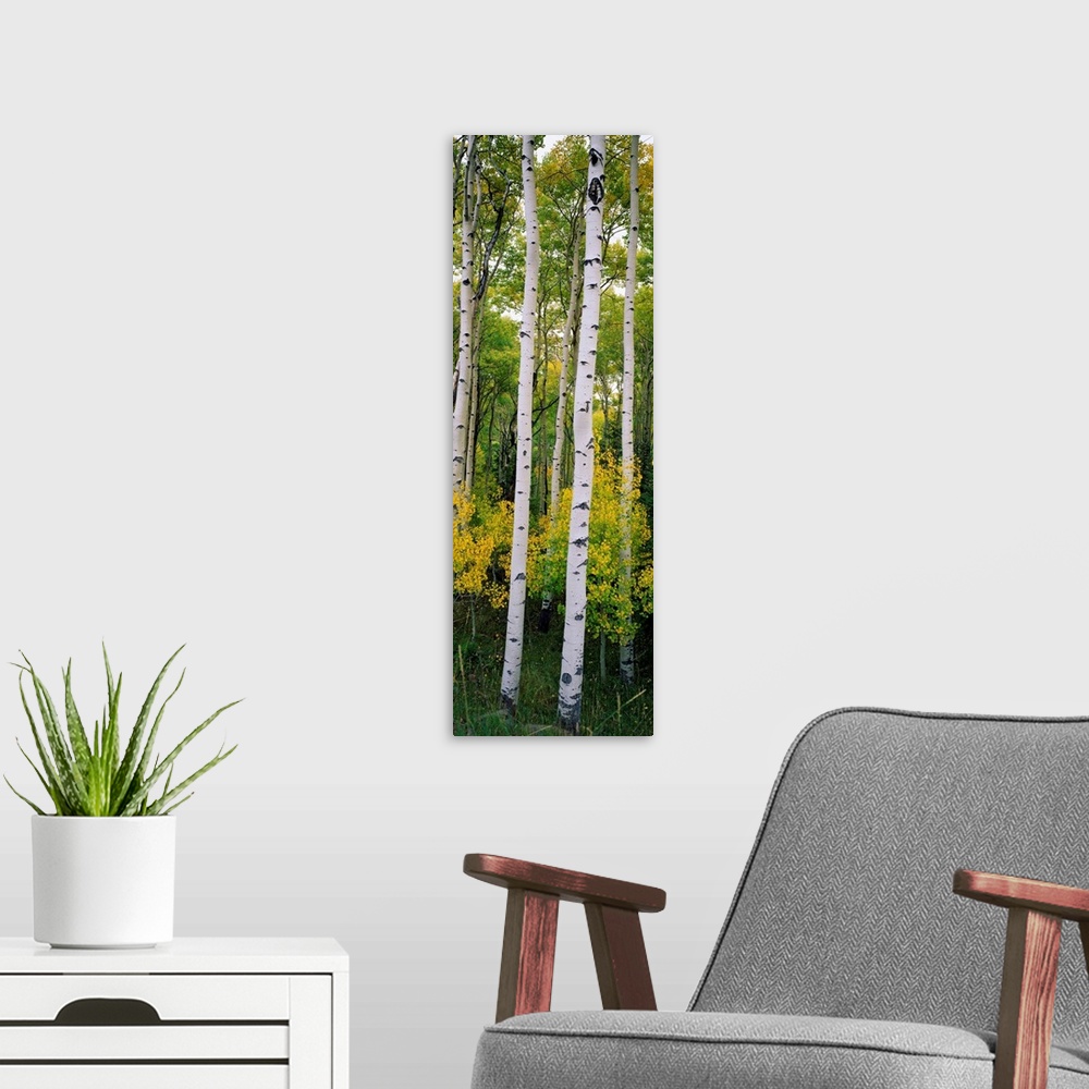 A modern room featuring Panoramic photograph shows a dense forest filled with aspen trees within the Rocky Mountains.