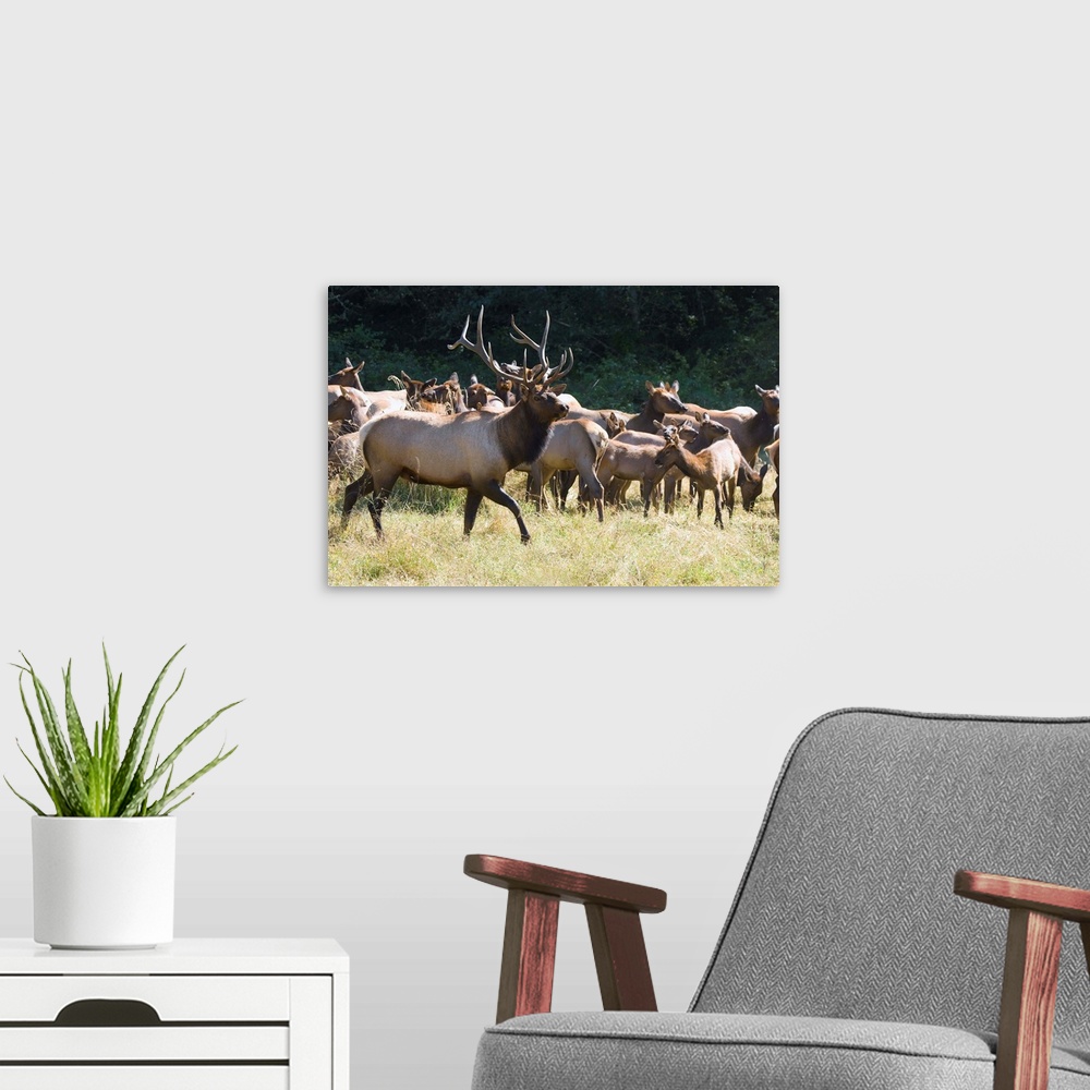 A modern room featuring Roosevelt Bull Elk With Herd