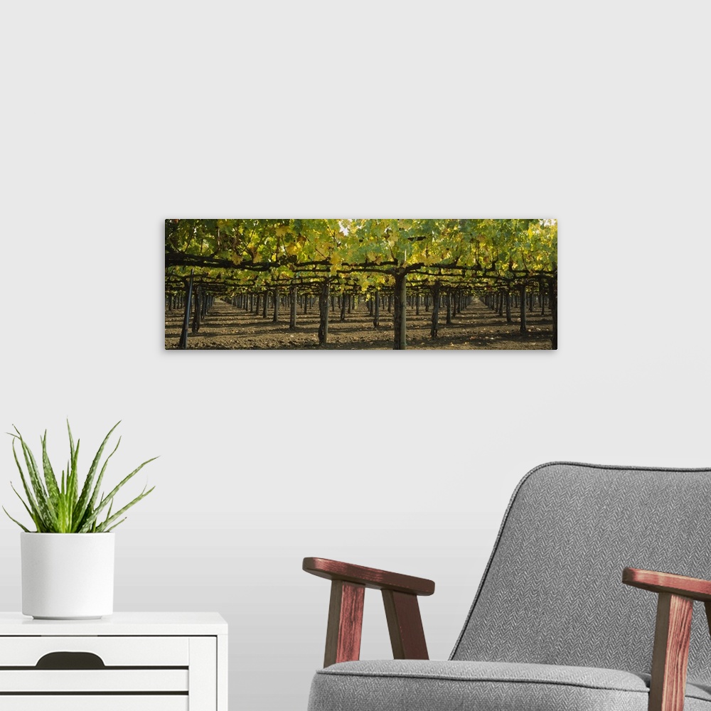 A modern room featuring Row of vines in a vineyard, Napa Valley, California