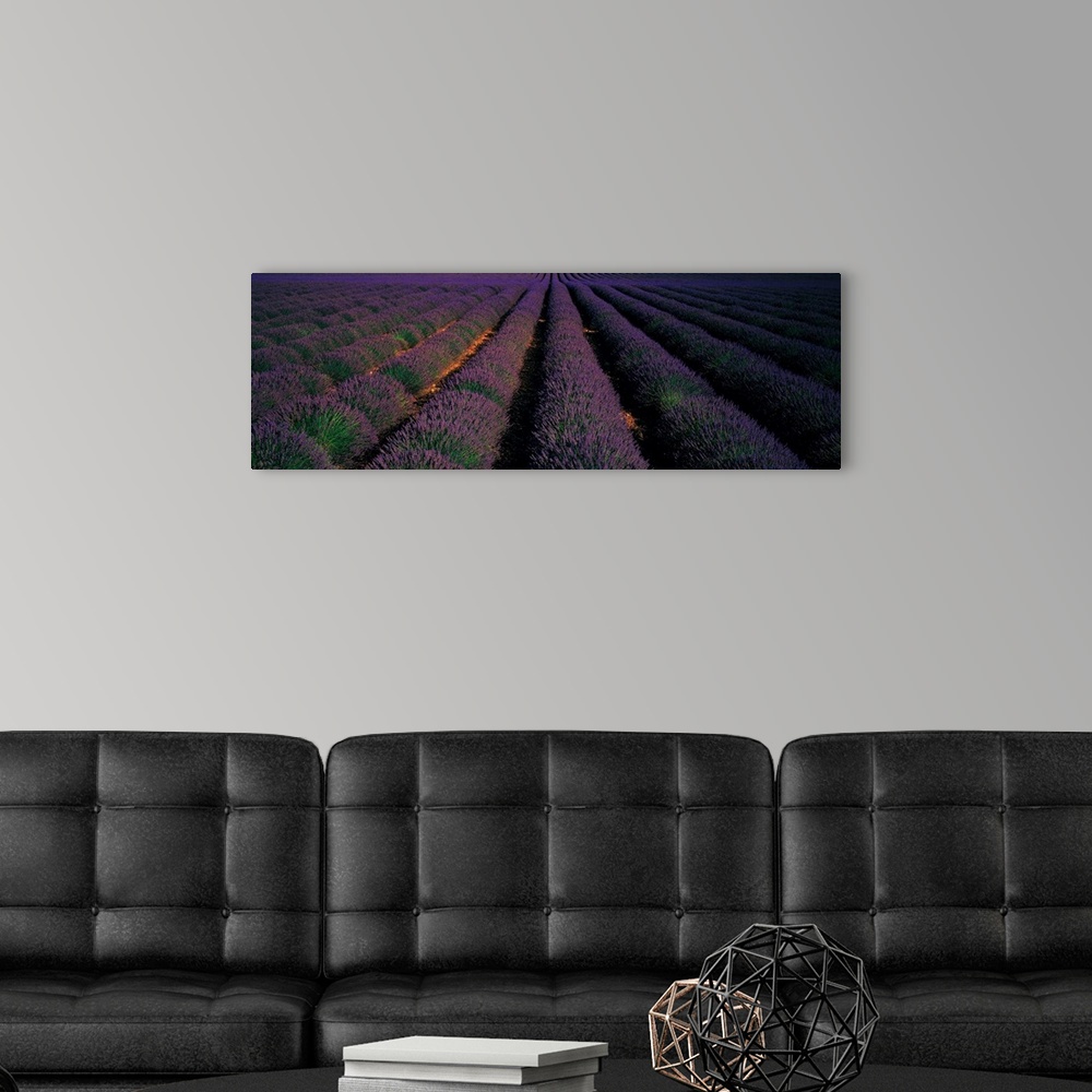A modern room featuring Rows Lavender Field Valensole Provence France