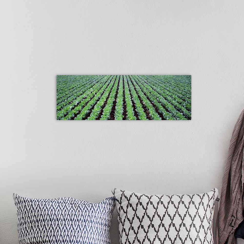 A bohemian room featuring Rows of Cabbage Yamhill County OR