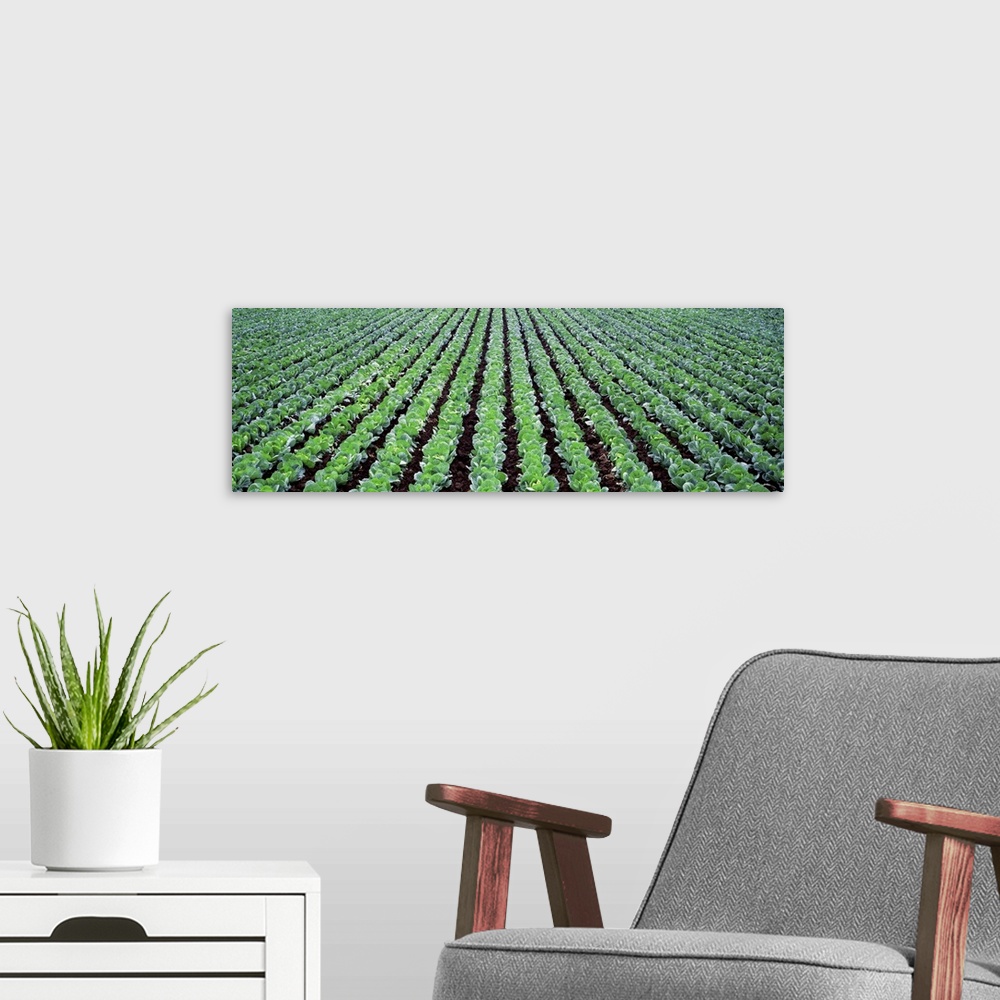 A modern room featuring Rows of Cabbage Yamhill County OR