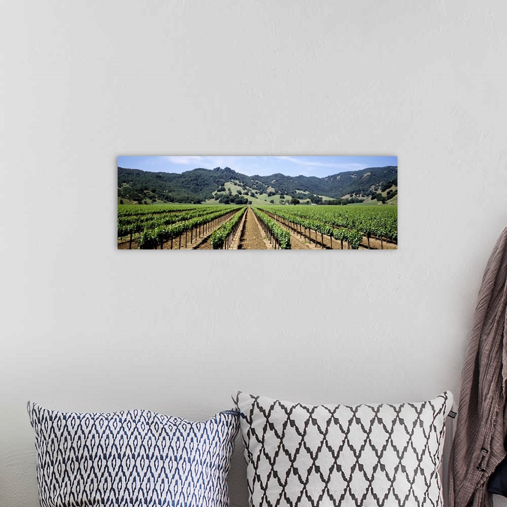 A bohemian room featuring Rows of vine in a vineyard, Hopland, California
