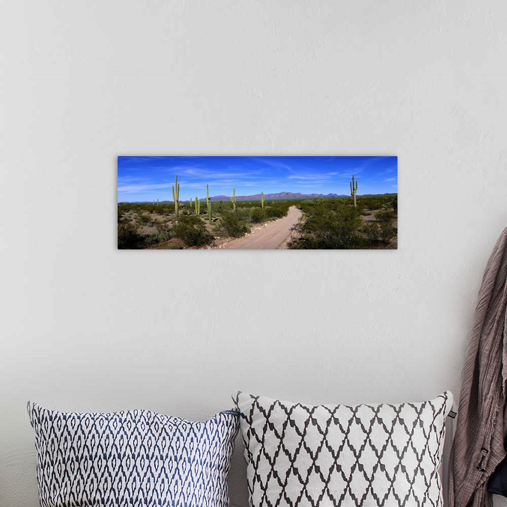 A bohemian room featuring Rugged road in Sonoran Desert Arizona