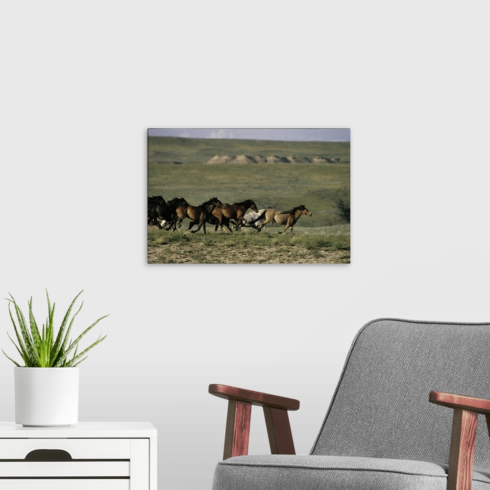 A modern room featuring A herd of horses are photographed running across an open field.