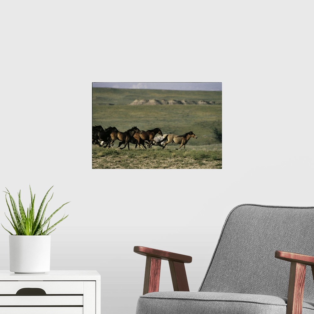 A modern room featuring A herd of horses are photographed running across an open field.