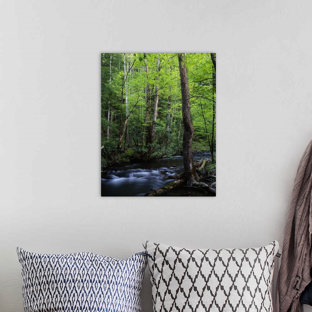 A bohemian room featuring A creek is photographed cutting through thick foliage and trees.