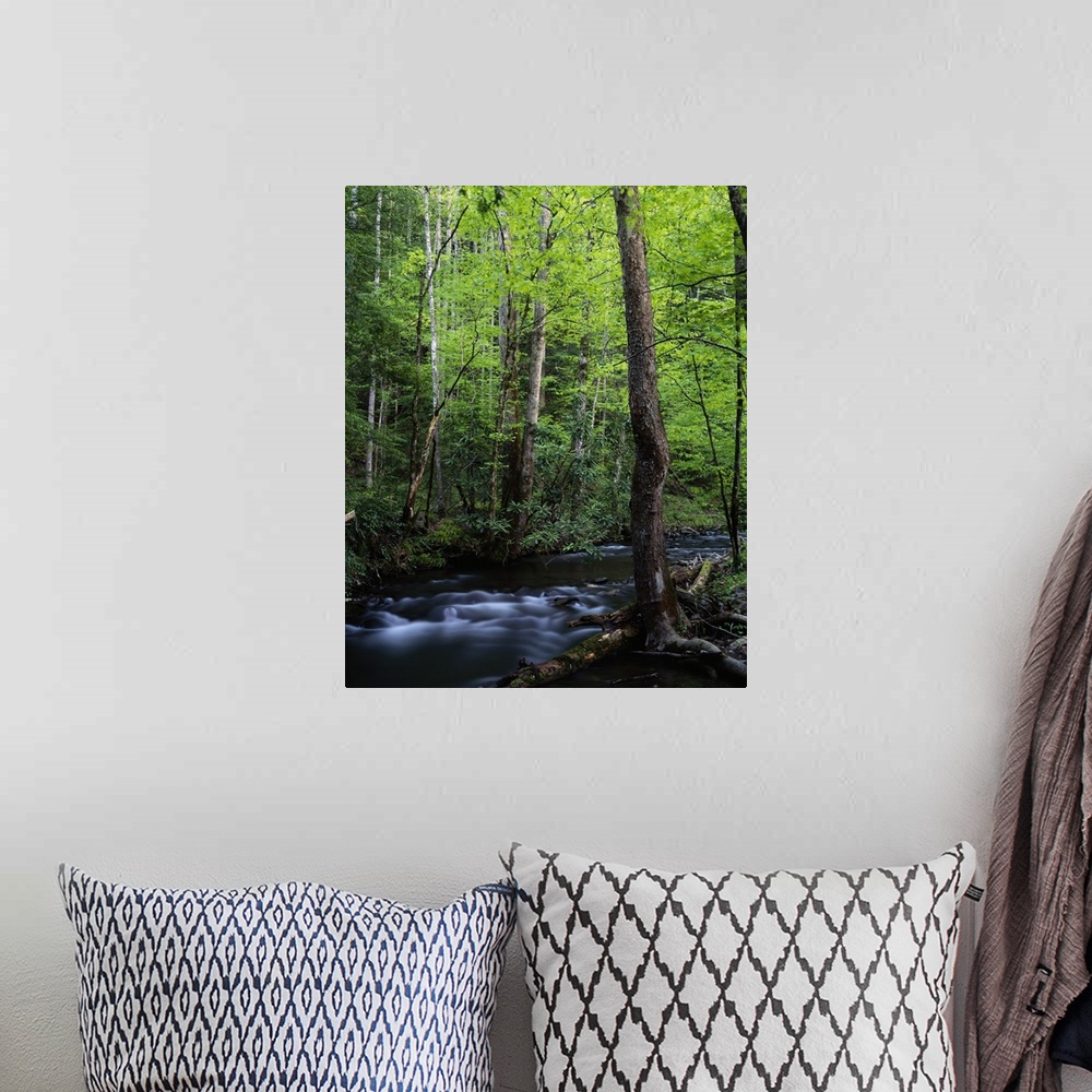 A bohemian room featuring A creek is photographed cutting through thick foliage and trees.