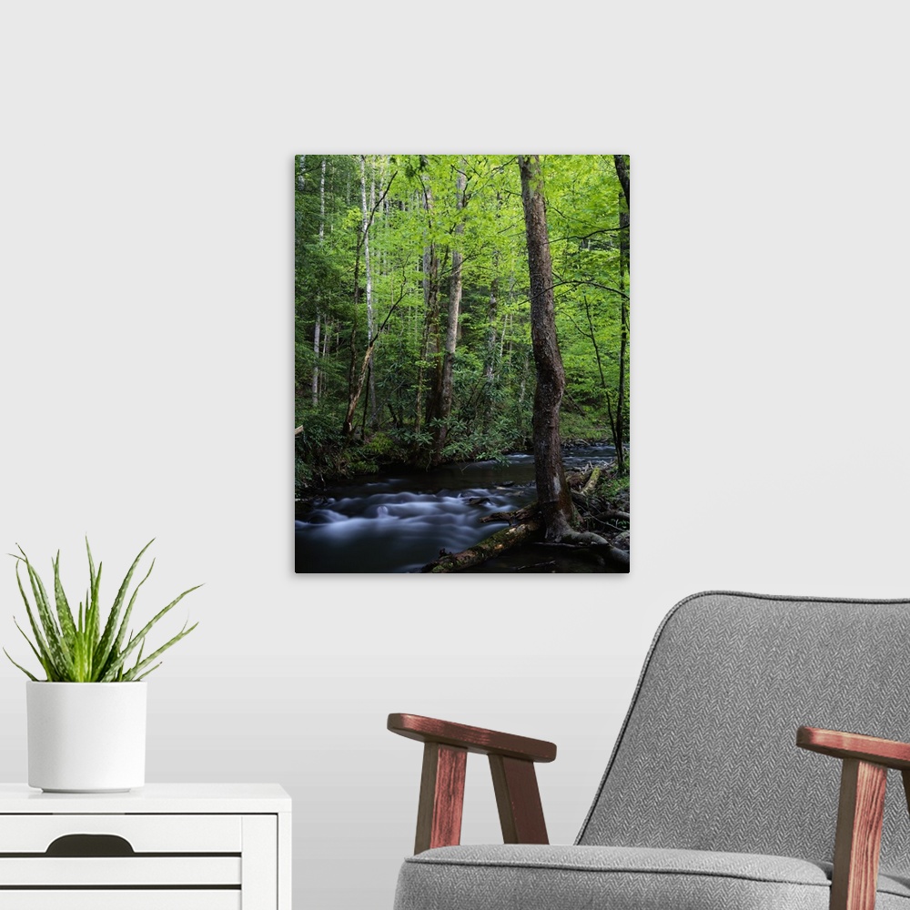 A modern room featuring A creek is photographed cutting through thick foliage and trees.