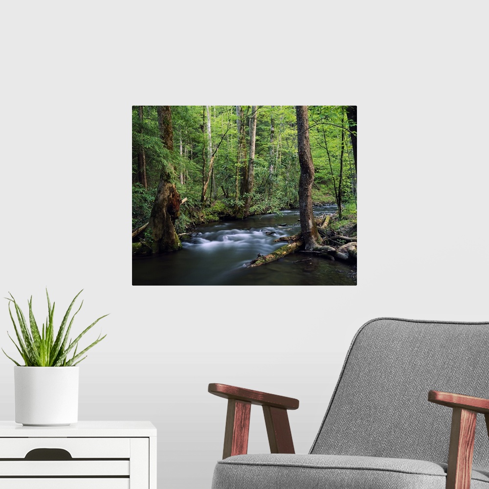 A modern room featuring Large artwork of a thick forest with a stream flowing through the trees and foliage.