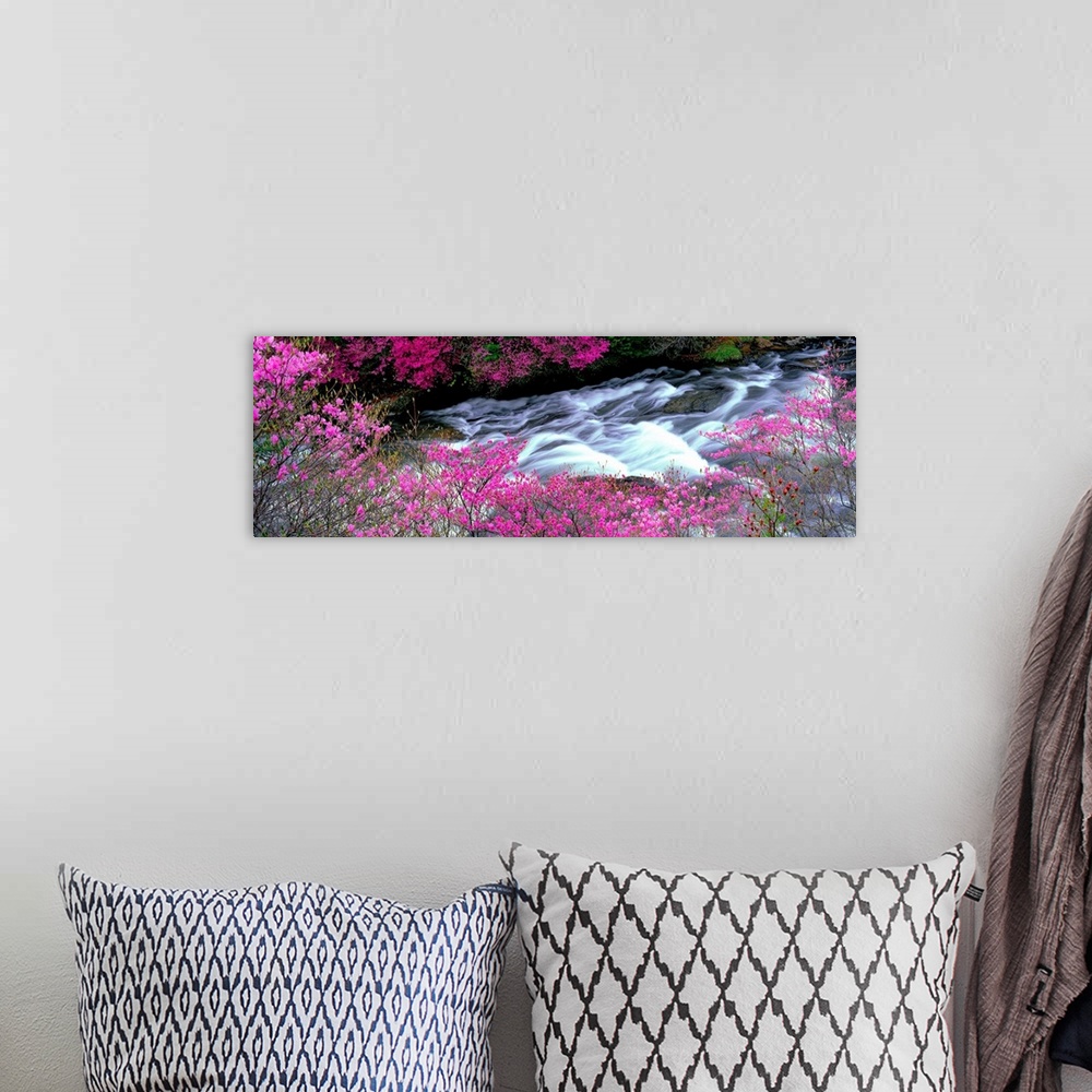 A bohemian room featuring A panoramic of a river lined with spring flower blossoms photographed with time lapsed photograph...