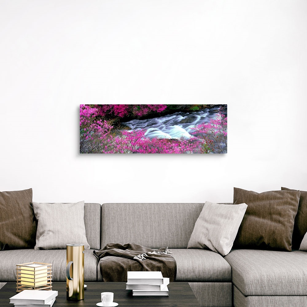 A traditional room featuring A panoramic of a river lined with spring flower blossoms photographed with time lapsed photograph...