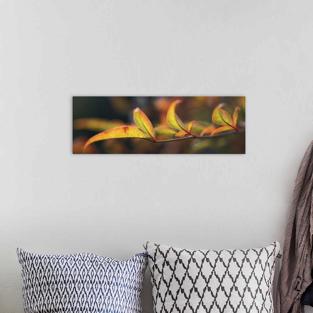 A bohemian room featuring Landscape, oversized close up photograph of the leaves on a bamboo branch.  The out of focus back...