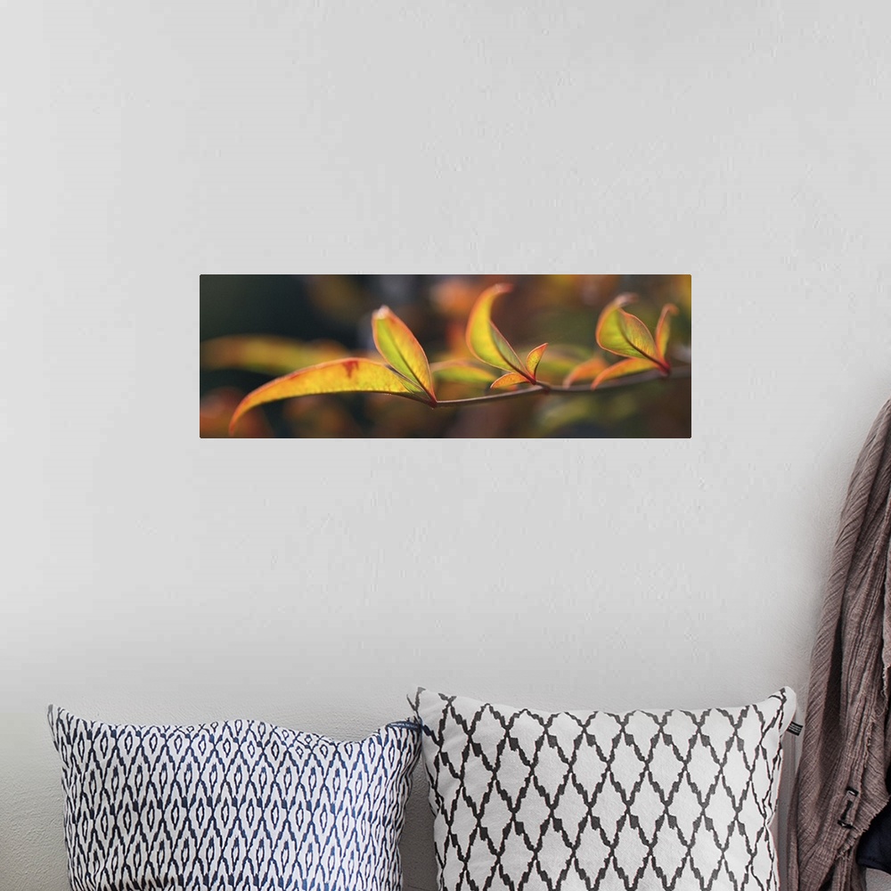 A bohemian room featuring Landscape, oversized close up photograph of the leaves on a bamboo branch.  The out of focus back...