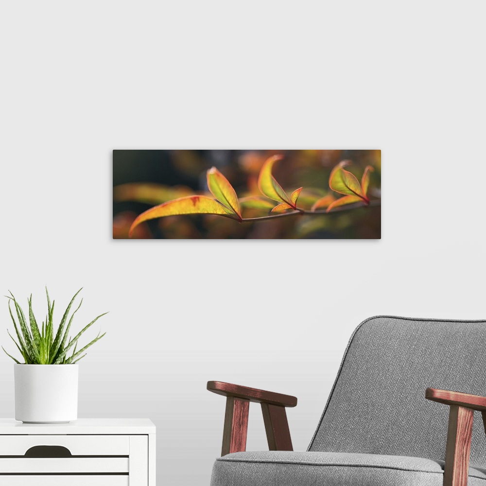 A modern room featuring Landscape, oversized close up photograph of the leaves on a bamboo branch.  The out of focus back...