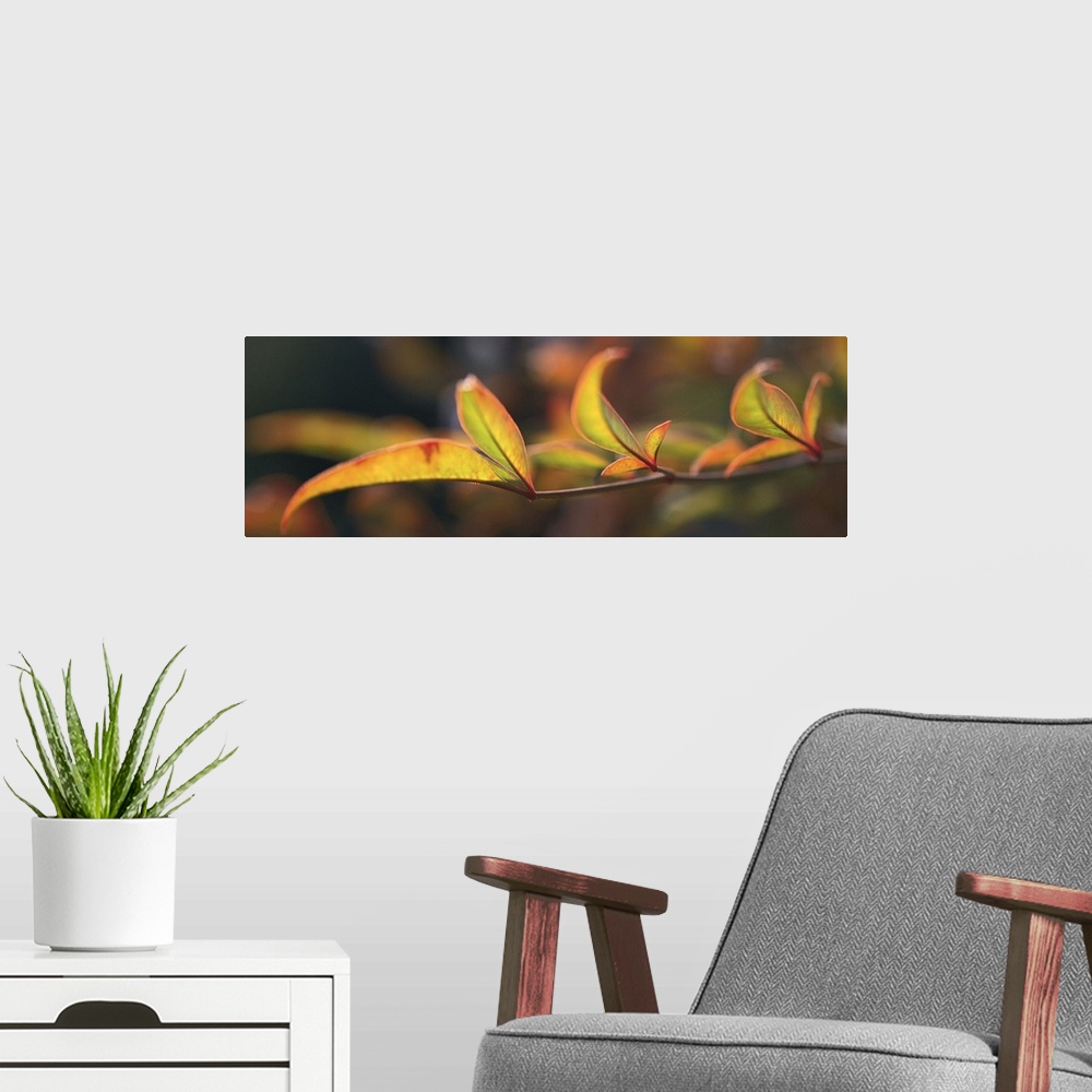 A modern room featuring Landscape, oversized close up photograph of the leaves on a bamboo branch.  The out of focus back...