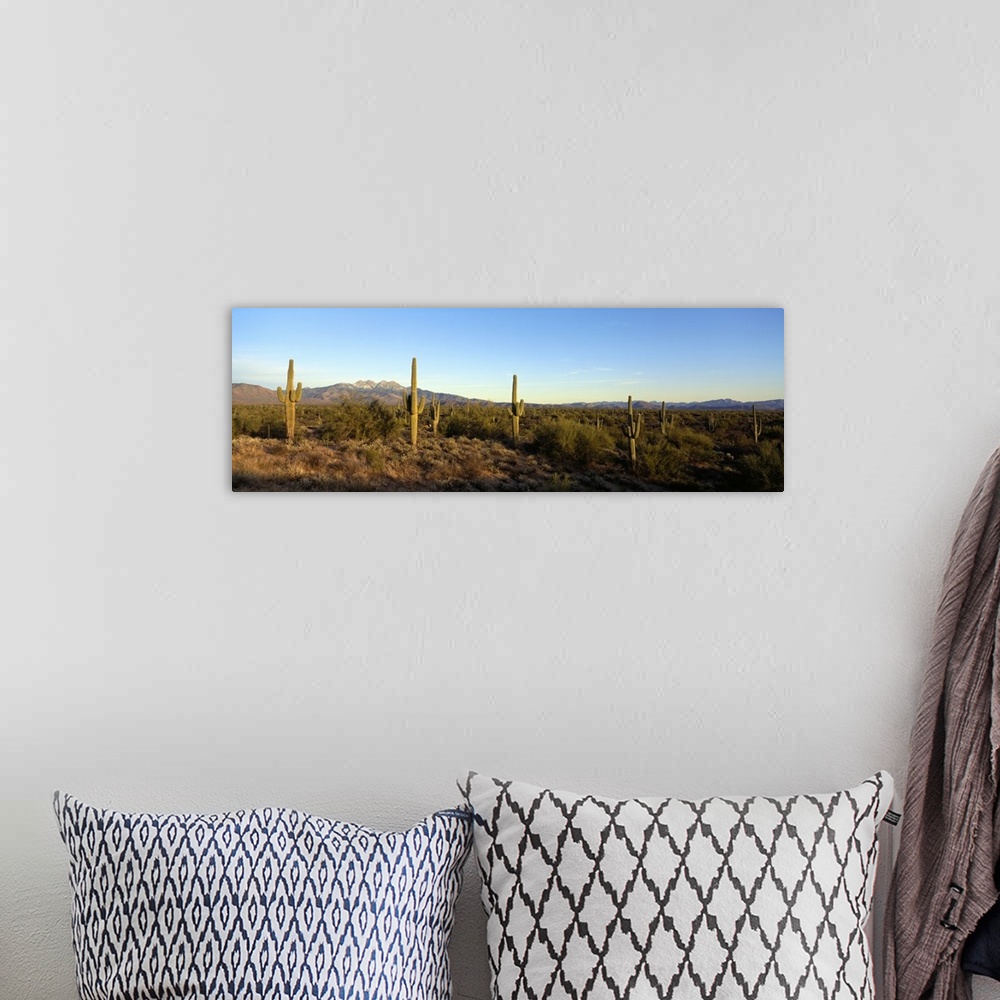 A bohemian room featuring Panoramic photo of many saguaro cacti in a desert in Four Peaks, Phoenix, Maricopa County, Arizon...