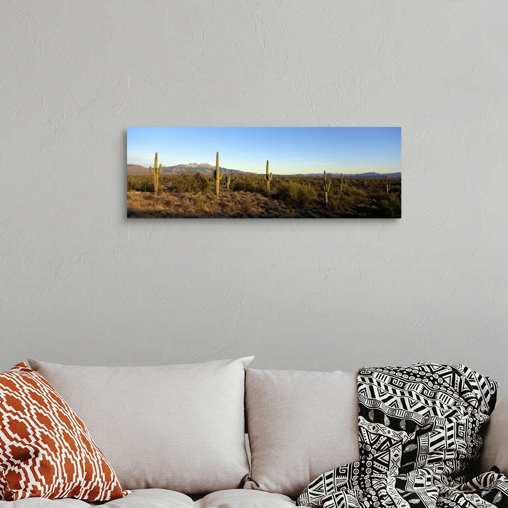 A bohemian room featuring Panoramic photo of many saguaro cacti in a desert in Four Peaks, Phoenix, Maricopa County, Arizon...