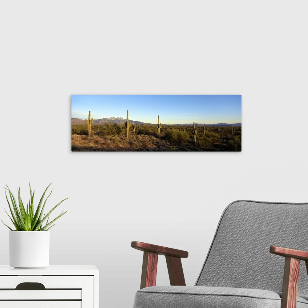 A modern room featuring Panoramic photo of many saguaro cacti in a desert in Four Peaks, Phoenix, Maricopa County, Arizon...