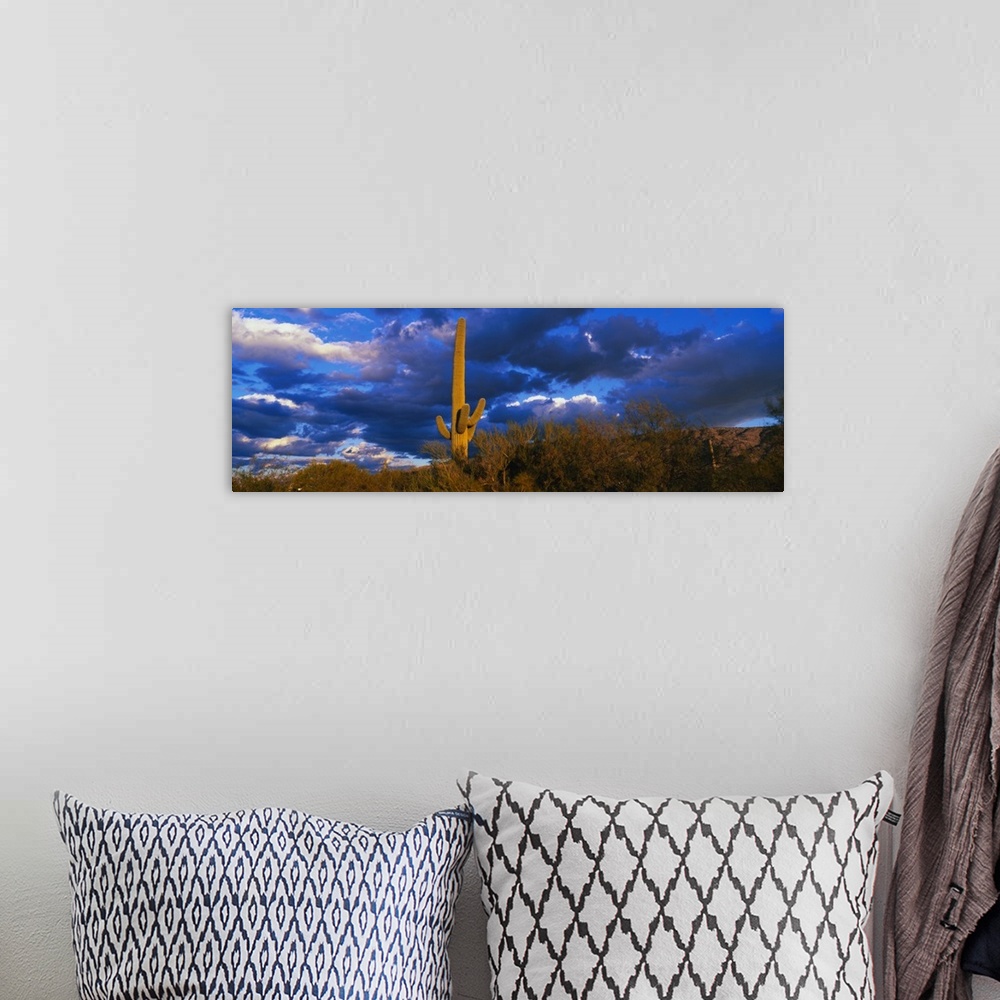 A bohemian room featuring Panoramic photo on canvas of a cactus standing in the middle of a desert with underbrush and impr...