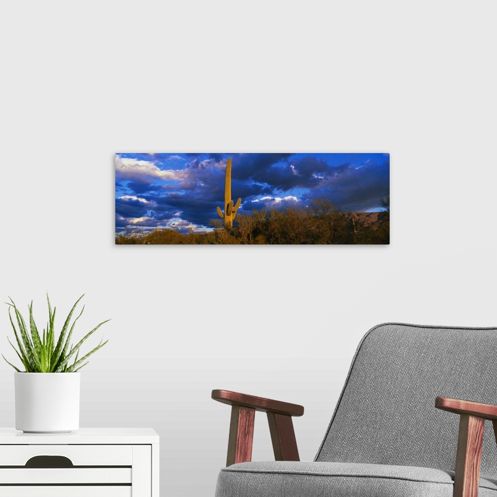 A modern room featuring Panoramic photo on canvas of a cactus standing in the middle of a desert with underbrush and impr...