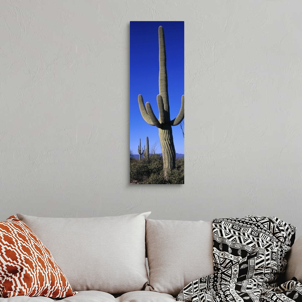 A bohemian room featuring Saguaro Cactus AZ