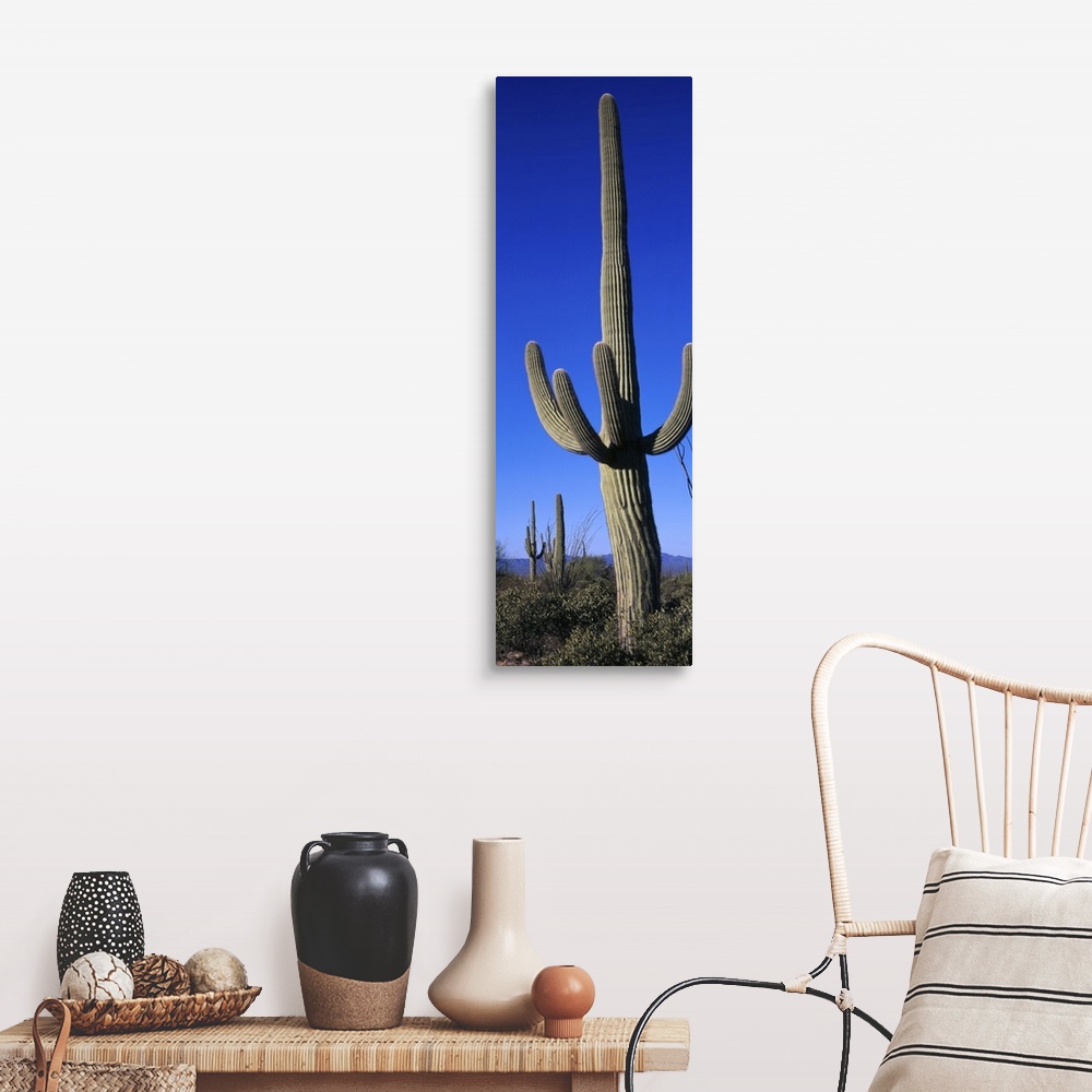 A farmhouse room featuring Saguaro Cactus AZ