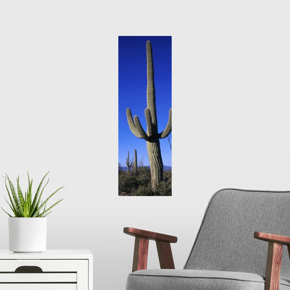 A modern room featuring Saguaro Cactus AZ