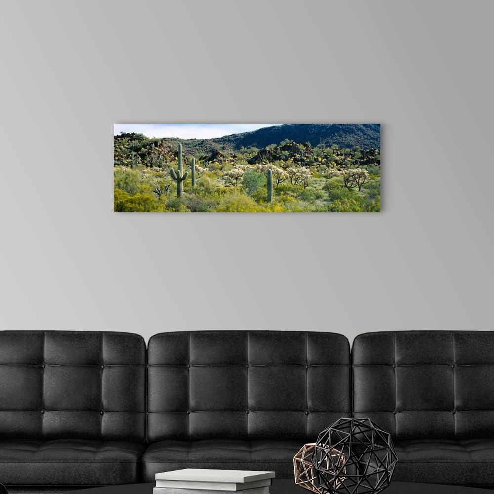 A modern room featuring Saguaro cactus (Carnegiea gigantea) in a field, Sonoran Desert, Arizona