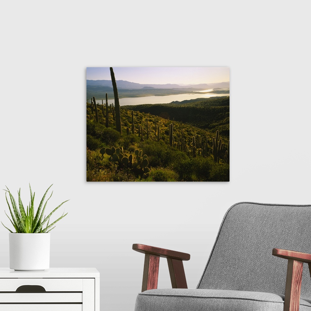 A modern room featuring Saguaro cactus (Carnegiea gigantea) in a field, Sonoran Desert, Lake Roosevelt, Maricopa County, ...