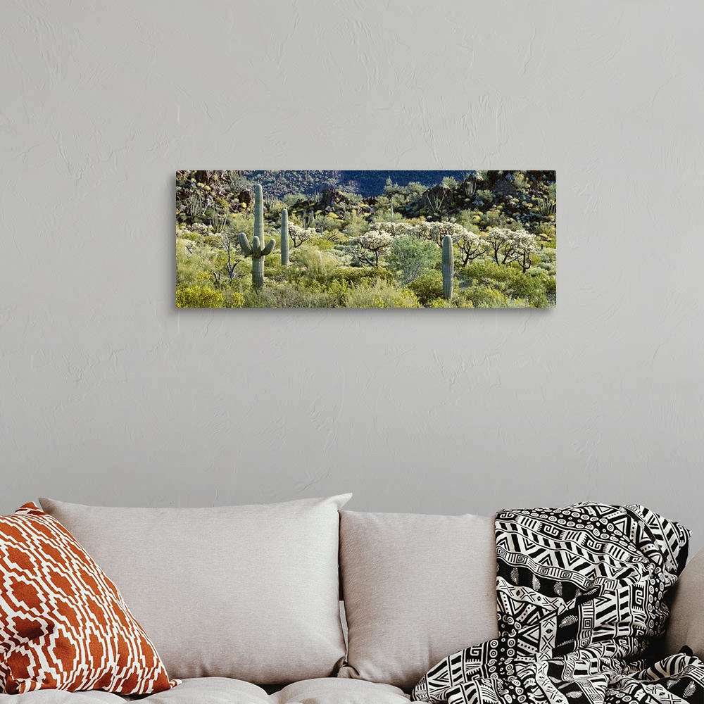 A bohemian room featuring Cactus are photographed in panoramic view in a field that is filled with various types of foliage.