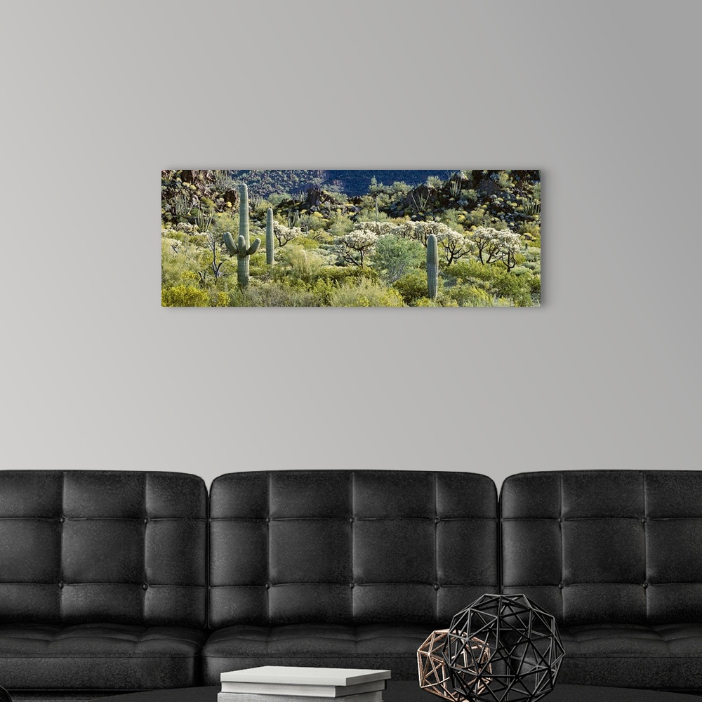 A modern room featuring Cactus are photographed in panoramic view in a field that is filled with various types of foliage.