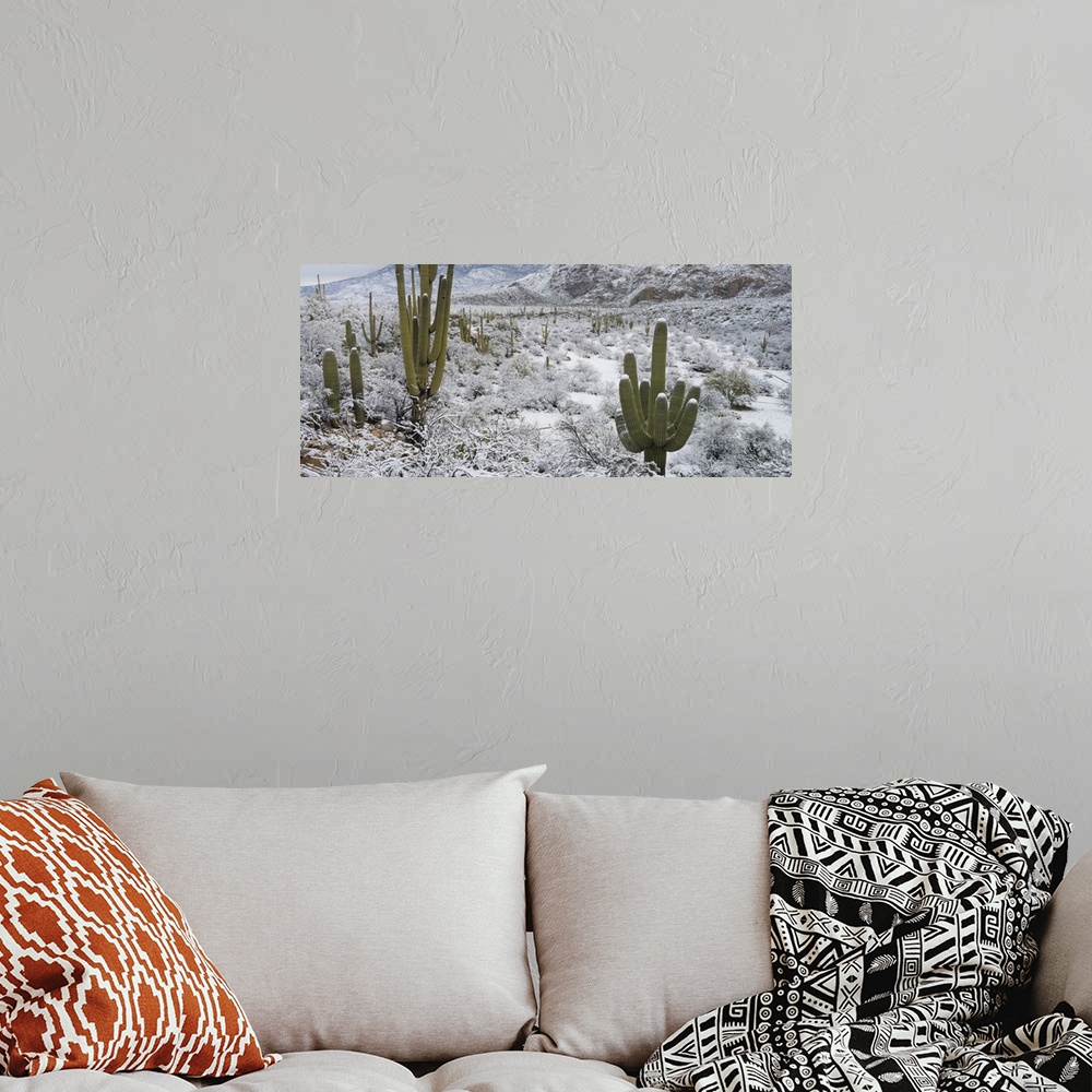 A bohemian room featuring Saguaro Cactus in a desert after snowstorm, Tucson, Arizona, USA.