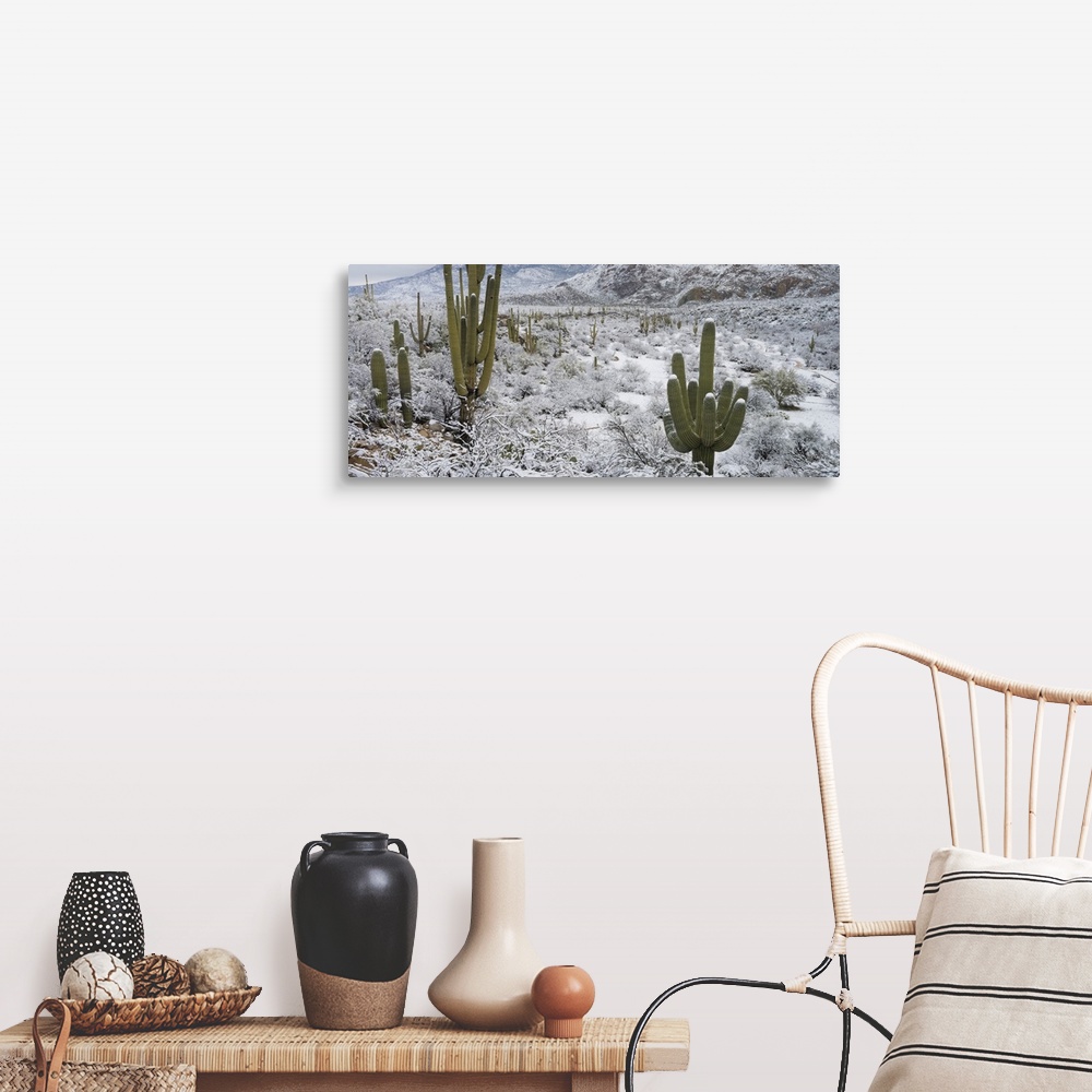 A farmhouse room featuring Saguaro Cactus in a desert after snowstorm, Tucson, Arizona, USA.