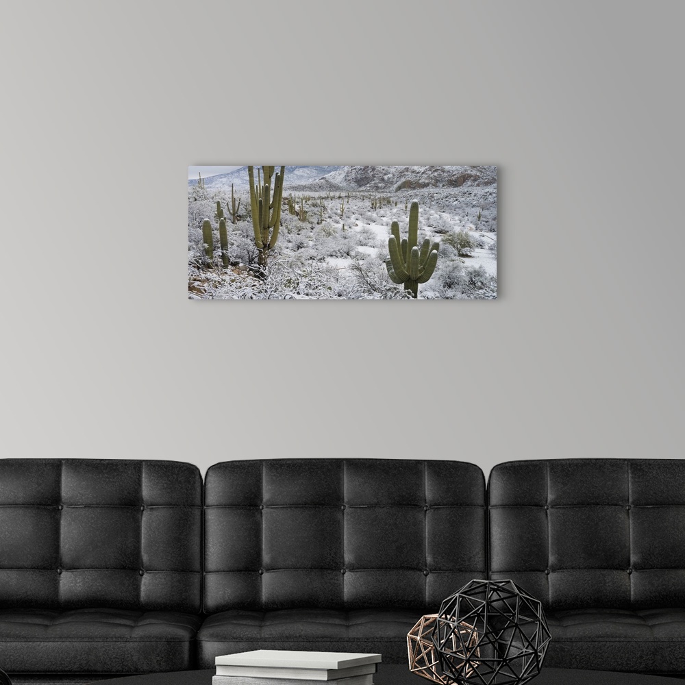 A modern room featuring Saguaro Cactus in a desert after snowstorm, Tucson, Arizona, USA.