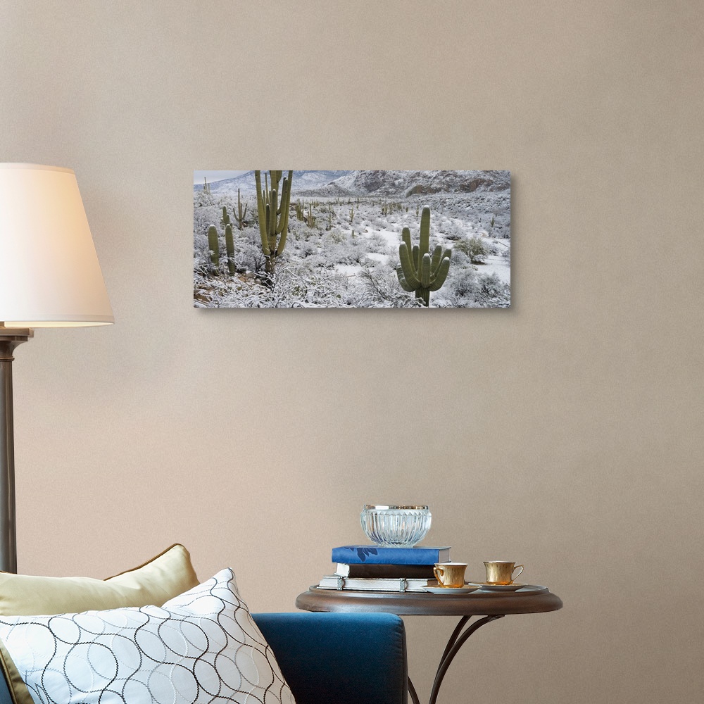 A traditional room featuring Saguaro Cactus in a desert after snowstorm, Tucson, Arizona, USA.