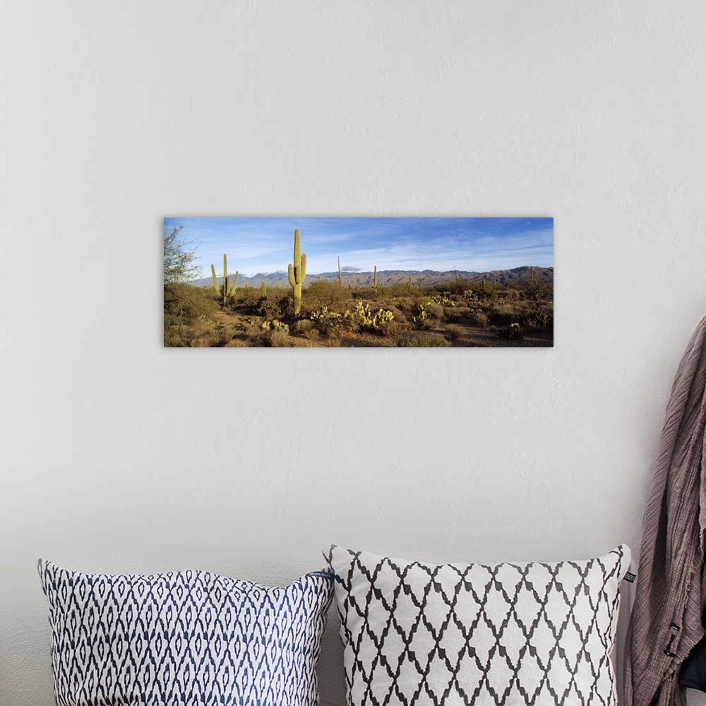 A bohemian room featuring Saguaro cactus plants on a landscape, Saguaro National Monument, Arizona