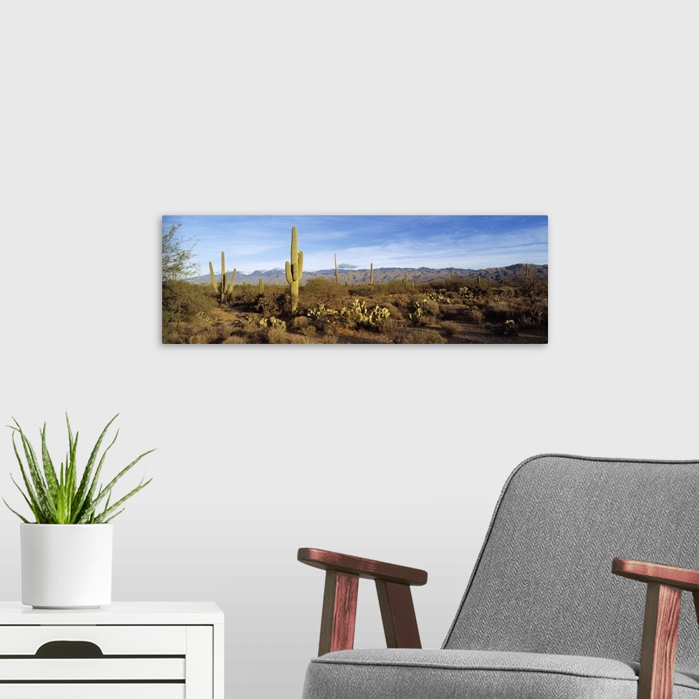 A modern room featuring Saguaro cactus plants on a landscape, Saguaro National Monument, Arizona