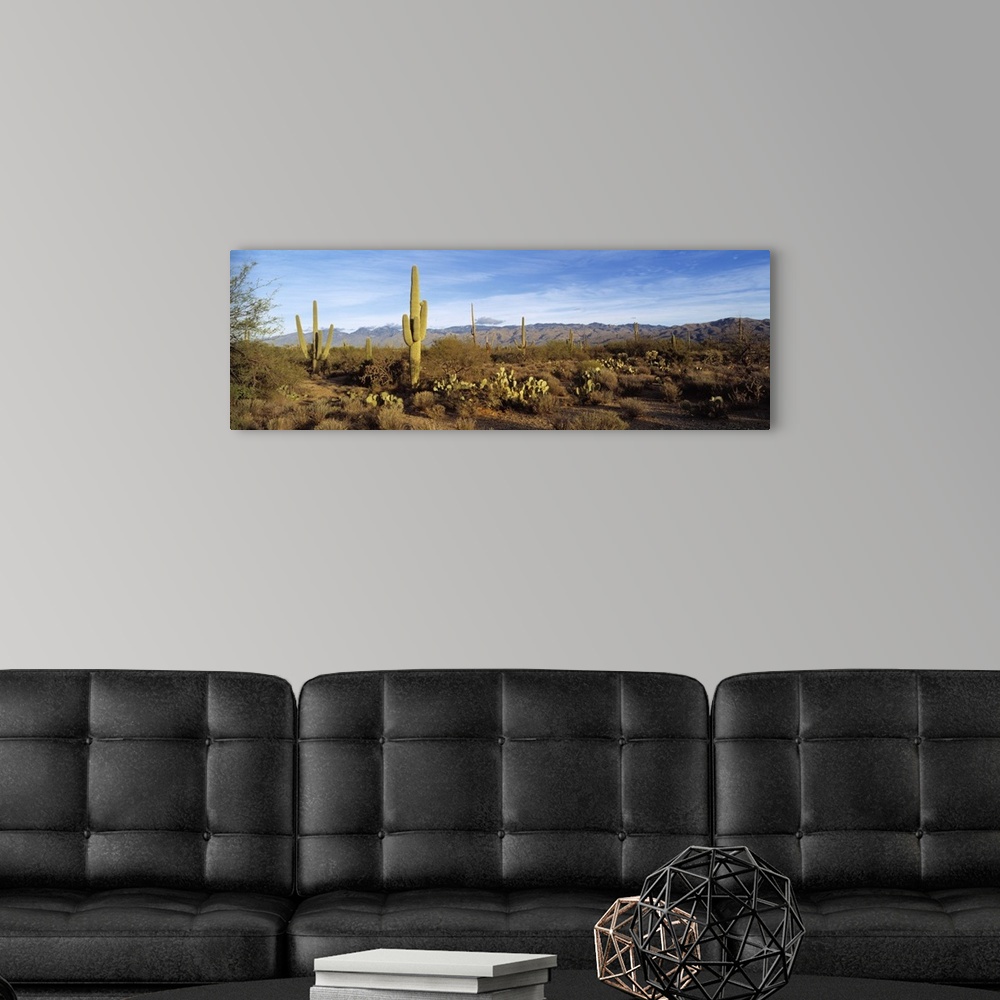 A modern room featuring Saguaro cactus plants on a landscape, Saguaro National Monument, Arizona