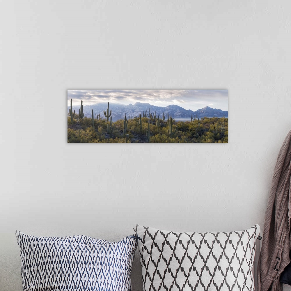 A bohemian room featuring Saguaro Cactus with mountain range in the background, Santa Catalina Mountains, Honey Bee Canyon ...