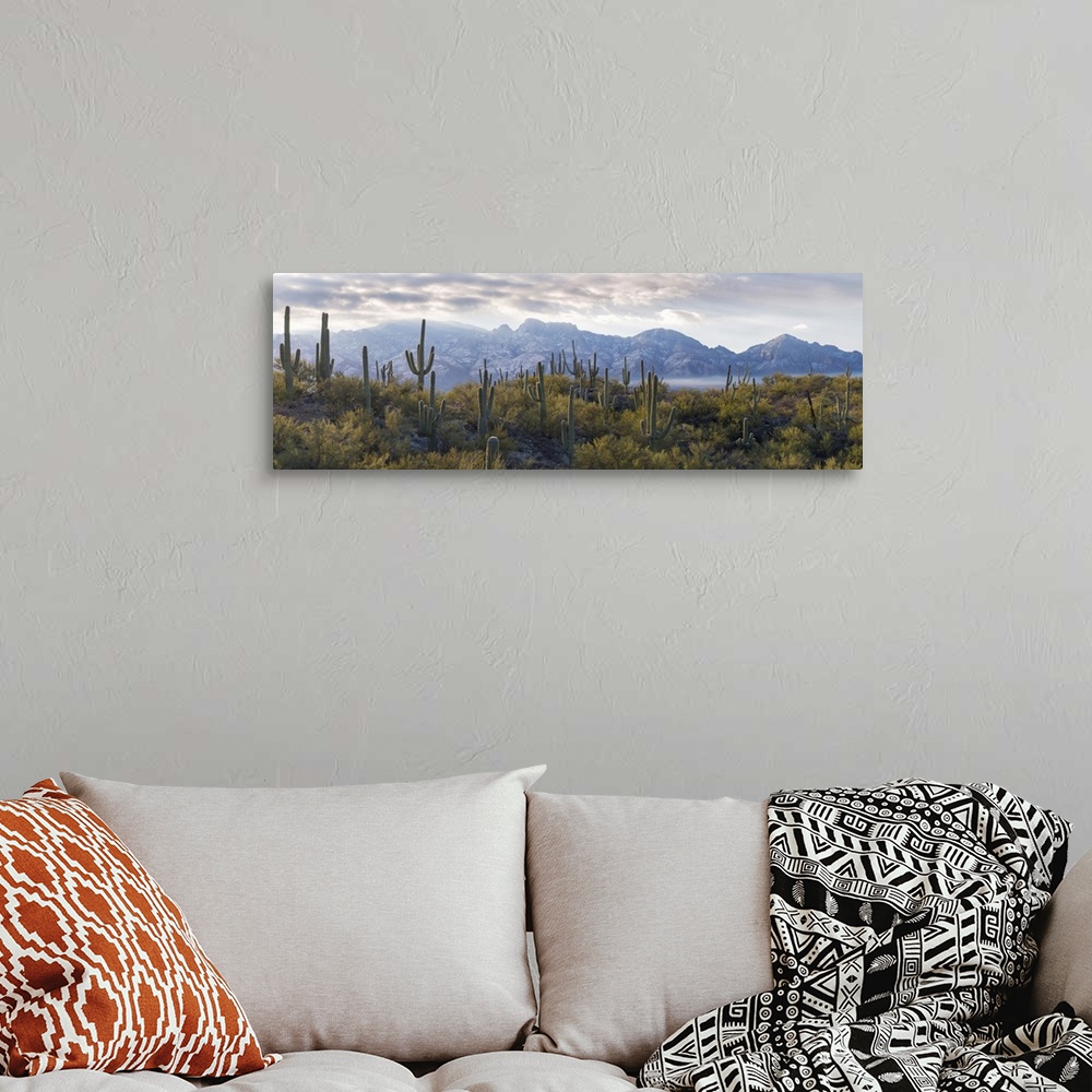 A bohemian room featuring Saguaro Cactus with mountain range in the background, Santa Catalina Mountains, Honey Bee Canyon ...