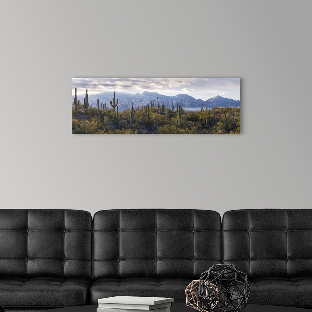 A modern room featuring Saguaro Cactus with mountain range in the background, Santa Catalina Mountains, Honey Bee Canyon ...