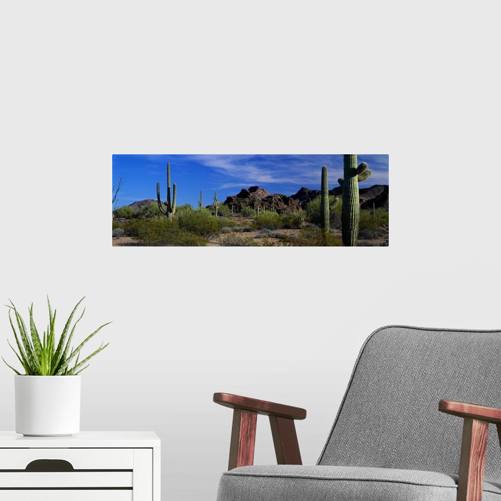 A modern room featuring Panoramic photograph of cactus in an Arizona desert with mountainous terrain in the background.