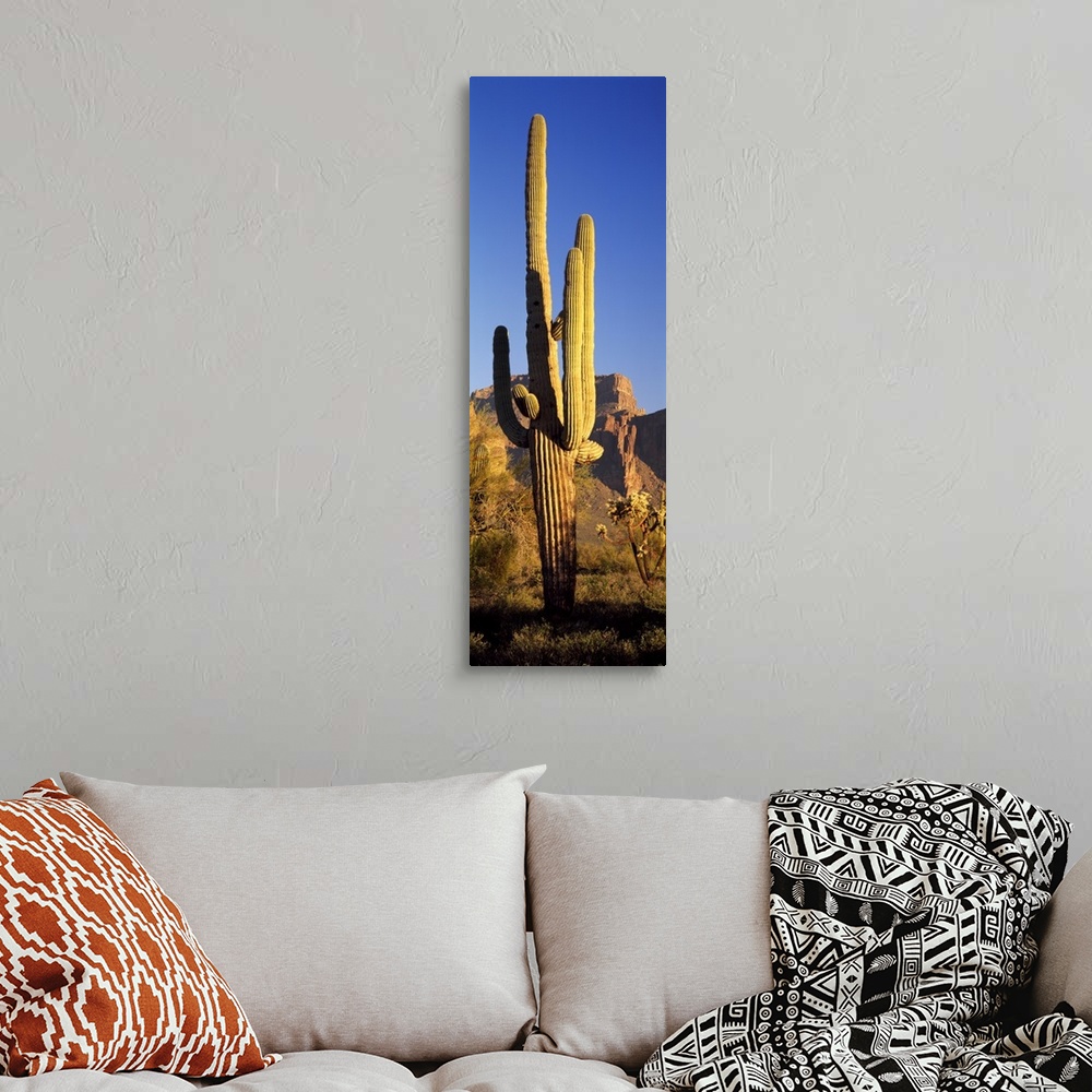 A bohemian room featuring A lone organ pipe cactus grows in the desert at sunset in this vertical nature photograph.