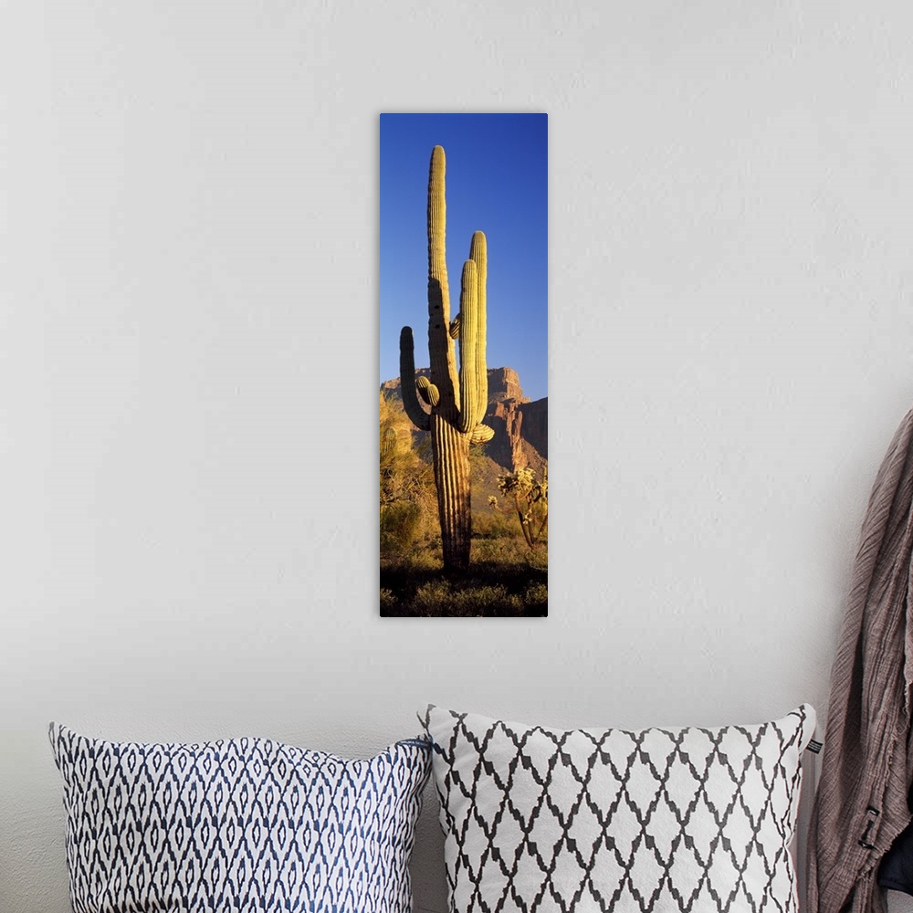 A bohemian room featuring A lone organ pipe cactus grows in the desert at sunset in this vertical nature photograph.