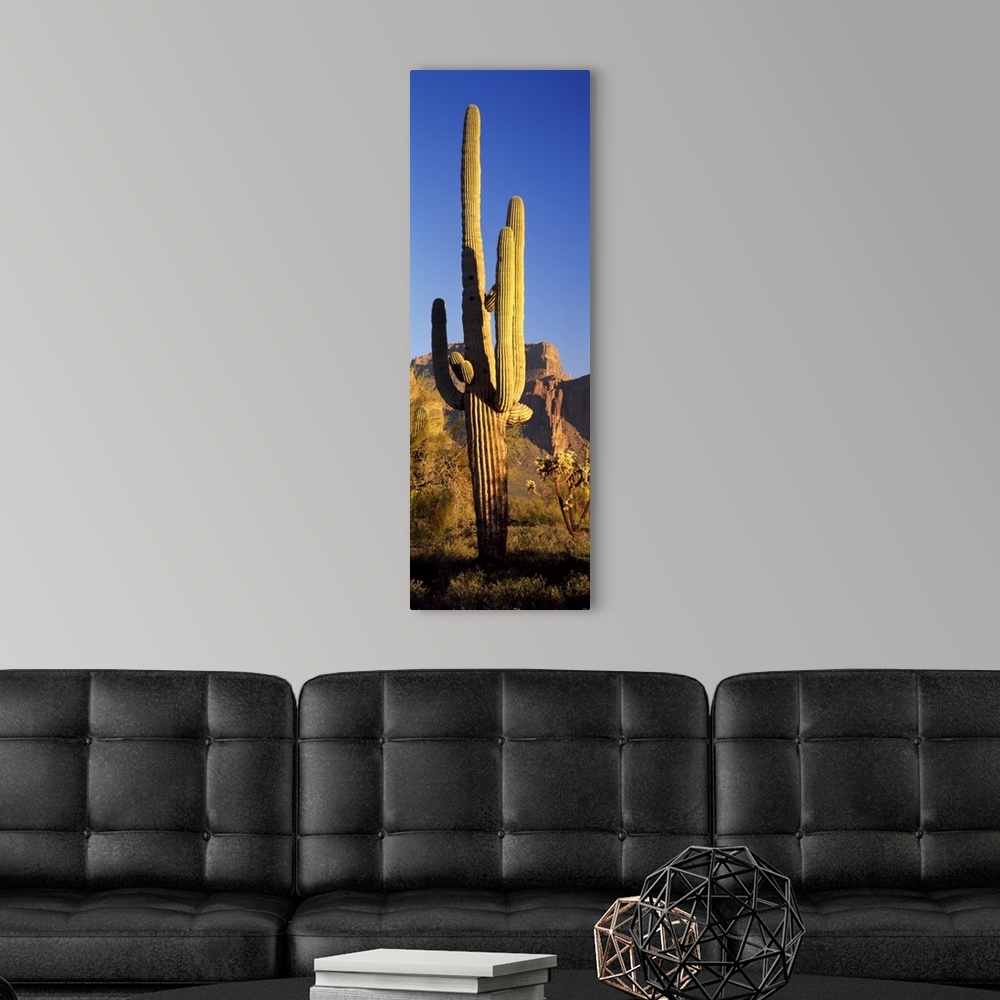 A modern room featuring A lone organ pipe cactus grows in the desert at sunset in this vertical nature photograph.