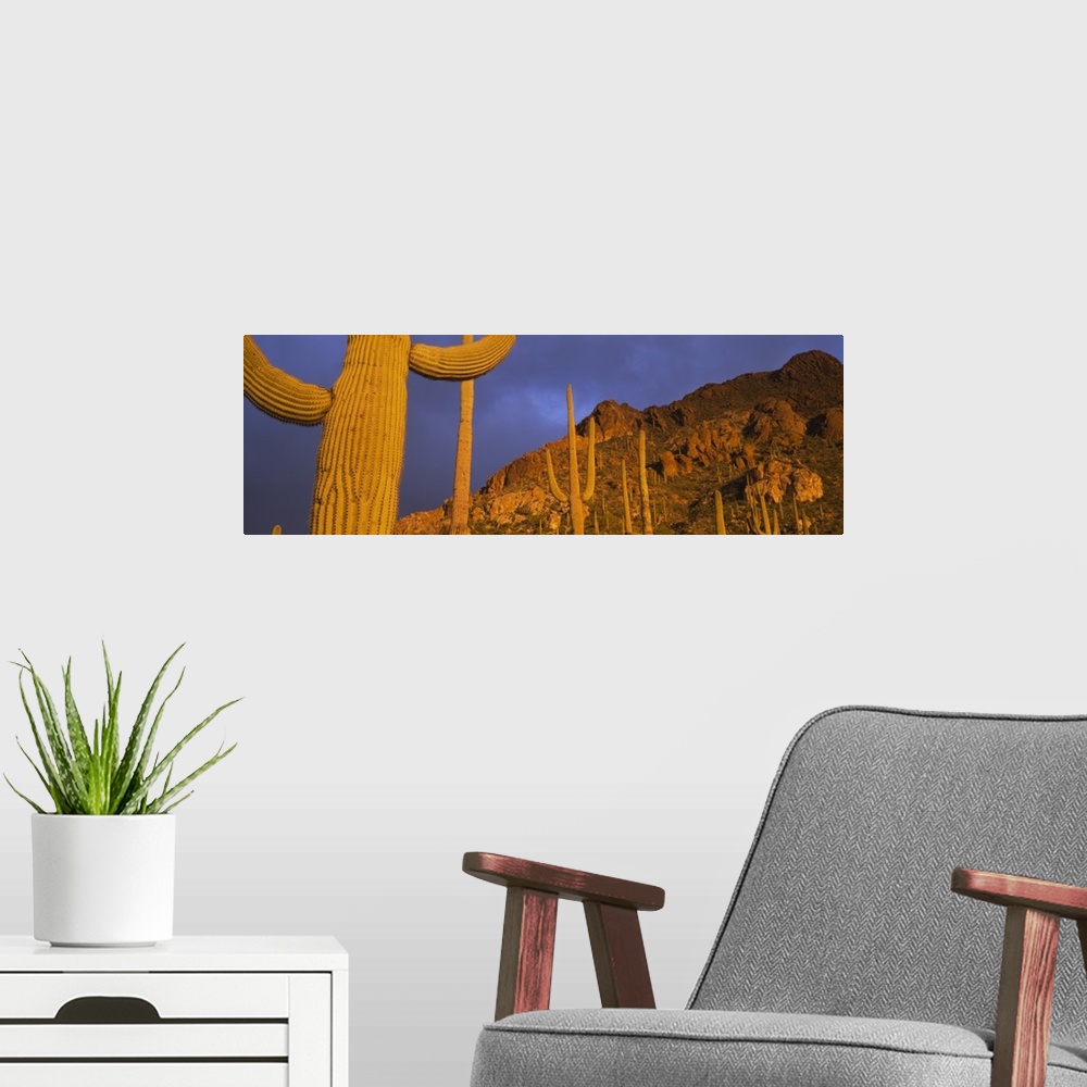 A modern room featuring Saguaro Cactus Tucson AZ