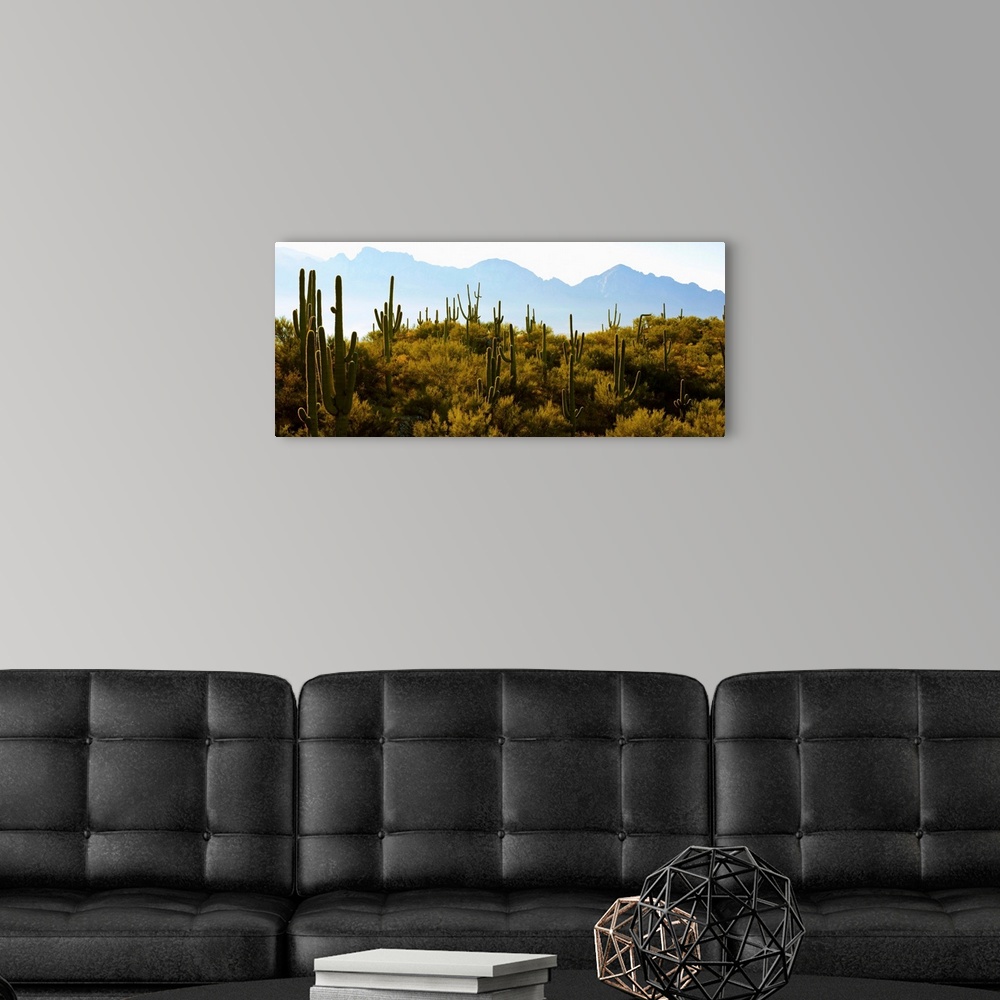 A modern room featuring Saguaro cactus with mountain range in the background, Tucson, Arizona
