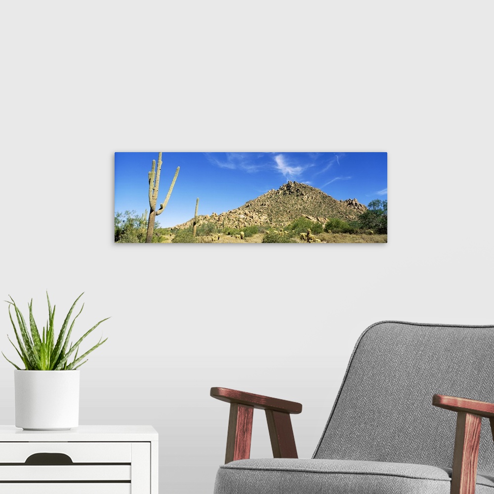 A modern room featuring Saguaro & Cholla Cactus Sonoran Desert AZ